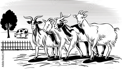 Goats to return from grazing evening.