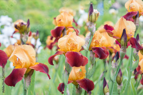 Fototapeta Naklejka Na Ścianę i Meble -  Flowers irises in the garden