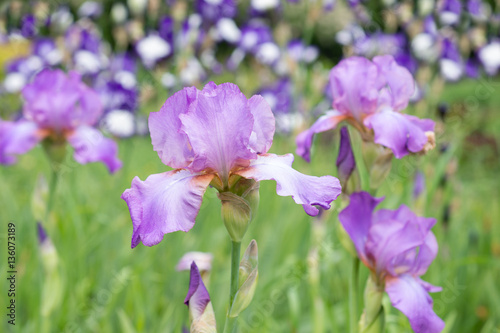 Fototapeta Naklejka Na Ścianę i Meble -  Flower of purple iris