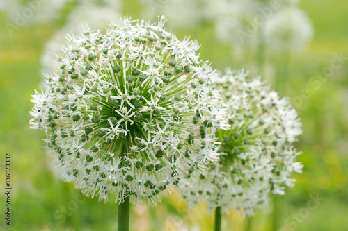 Flower Allium nutans white. Onions