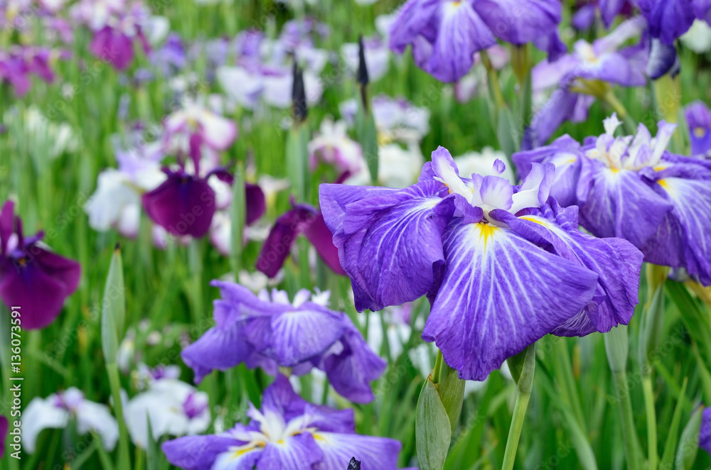 japanese iris