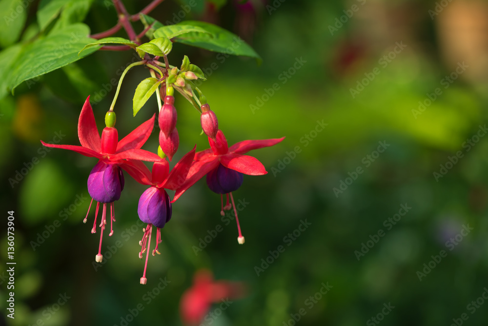 Fuchsia flower grows in the northern part of Thailand especially on the mountain area which has colder weather Fuchsia flower grows in the northern part of Thailand especially on the mountain area which has colder weather