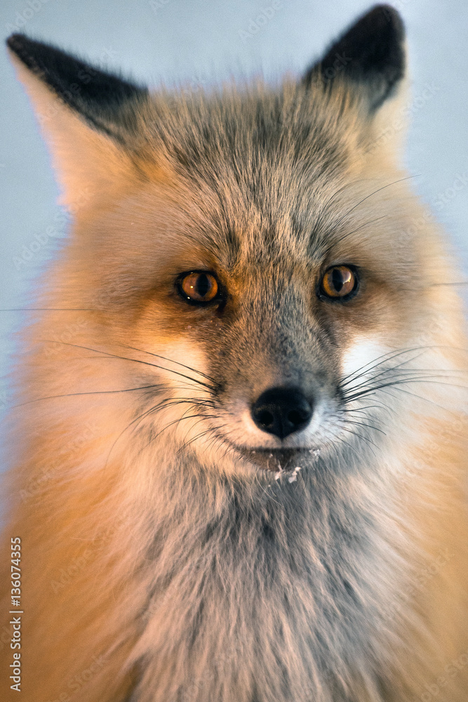 Naklejka premium Red fox 