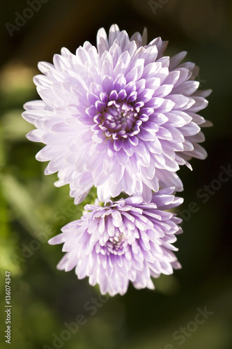 Fototapeta Naklejka Na Ścianę i Meble -  Purple aster flower