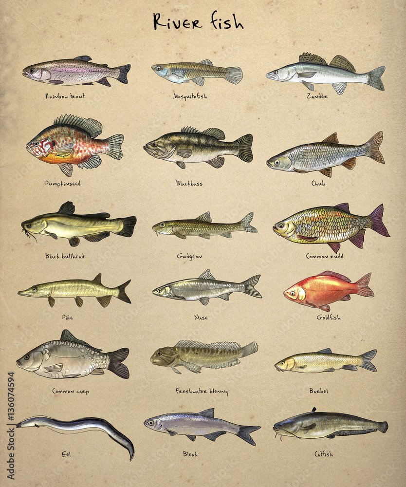 Freshwater fish Freshwater fish