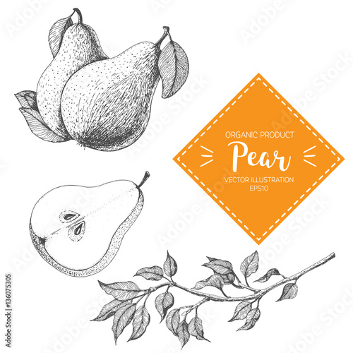 Pear vector illustration. Hand-drawn design element. A fruit drawn in vintage style