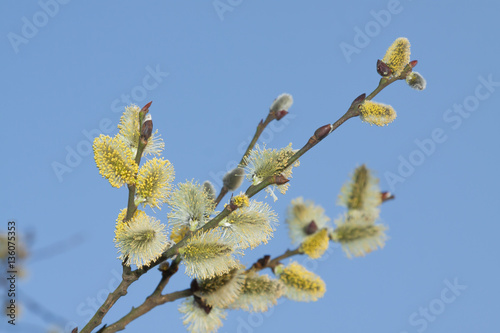 Billede på lærred Willow Catkins Against Blue Sky
