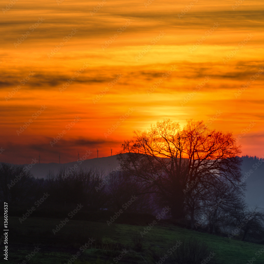 Orange sunset sky and backlight tree