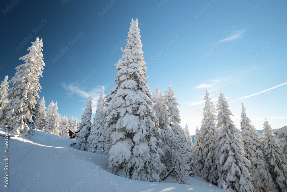Fototapeta premium Spruce trees covered with snow on a mountain slope