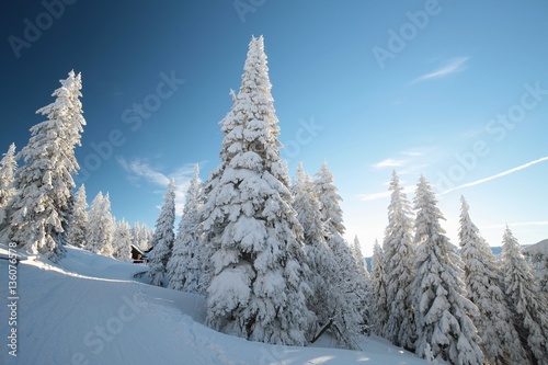 Spruce trees covered with snow on a mountain slope © Aniszewski