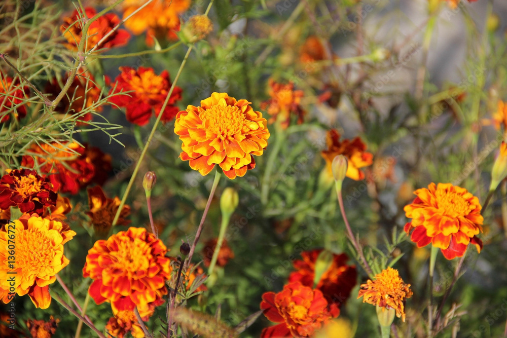 Flowers marigolds