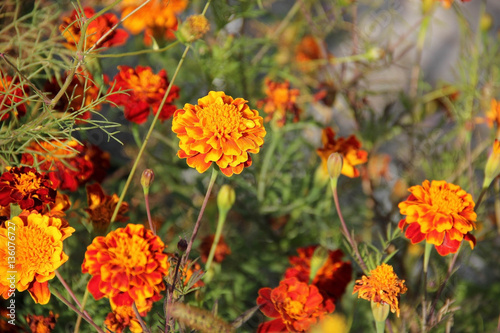 Flowers marigolds © irisff