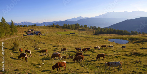 Eine Kuhherde auf der Lackenalm photo