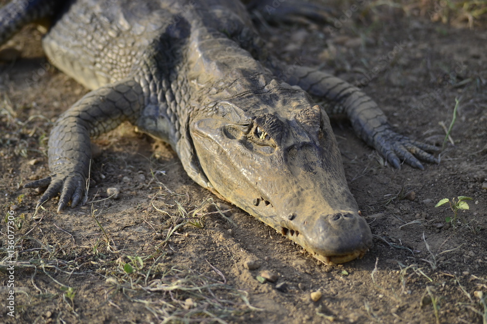 Fototapeta premium cocodrilo o babo lagarto grande crocodile, alligator