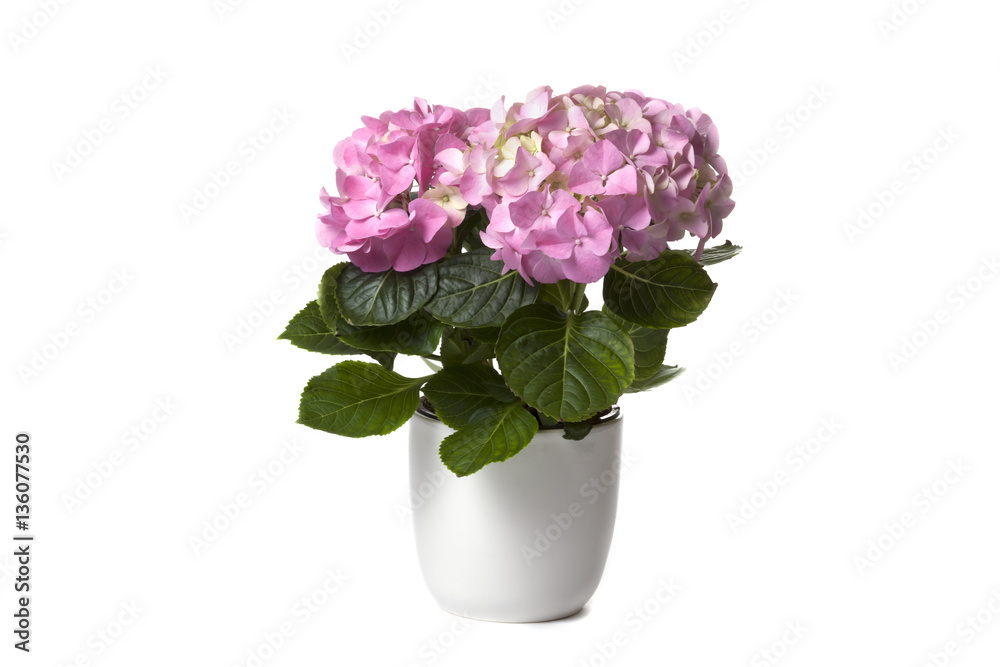 Hydrangea in white flower pot on white background Hydrangea in white flower pot on white background