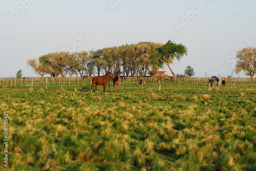 Caballos en la Pampa Humeda, Provincia de Buenos Aires. photo