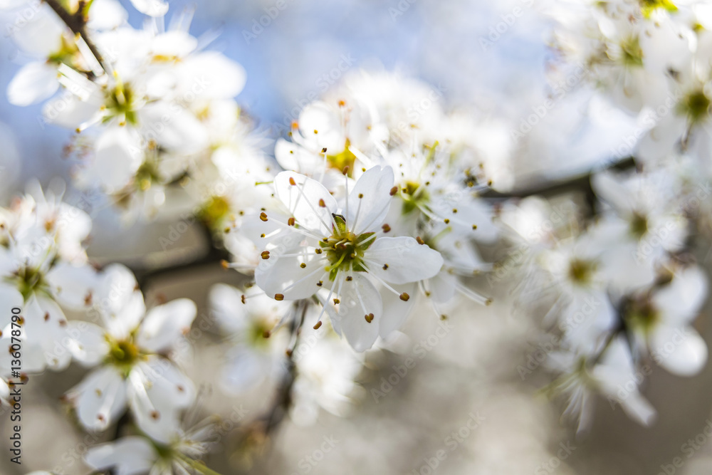 Blackthorn