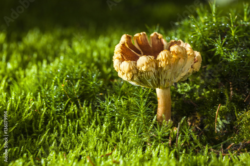 mushroom - macro photo