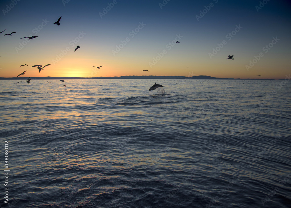Ein Delfin springt beim Sonnenaufgang aus dem Wasser.