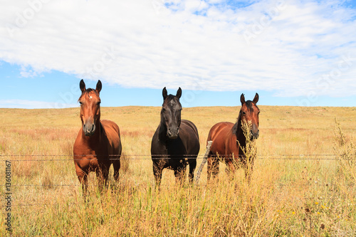 Three Horses in a Field
