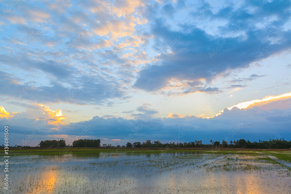 Sunset background with green rice fields in Thailand