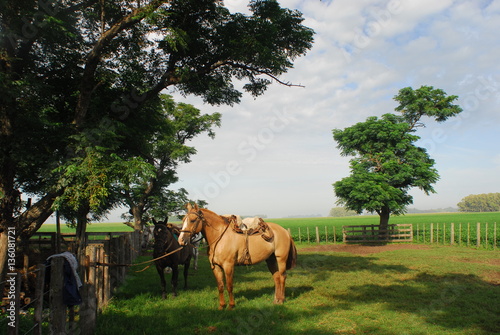 Caballos en la Pampa Humeda, Provincia de Buenos Aires. photo