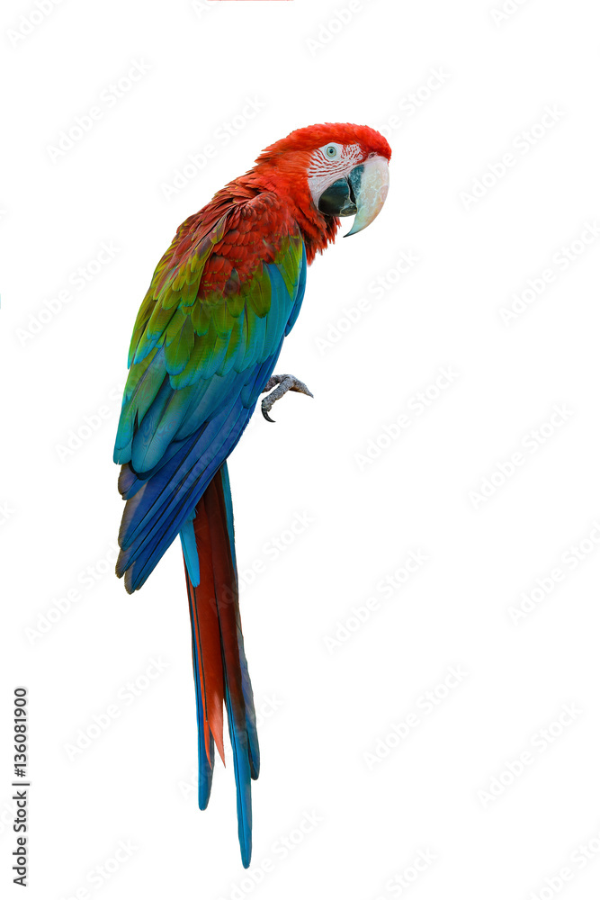 Obraz premium Scarlet Macaw, beautiful bird isolated with white background.