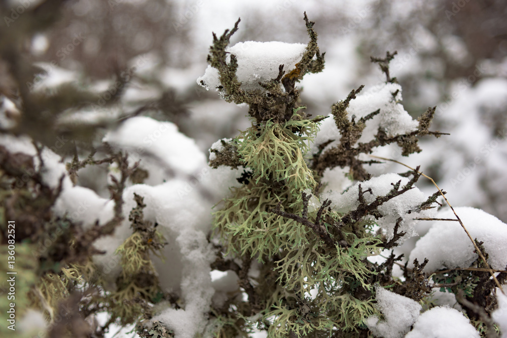 moss looks like deer close up moss looks like deer close up
