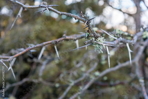 Branch with thorns and moss © Dvoeglazov
