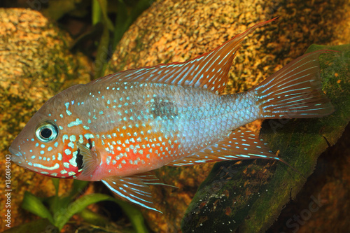 Mexican Fire Mouth (Thorichthys ellioti) - male