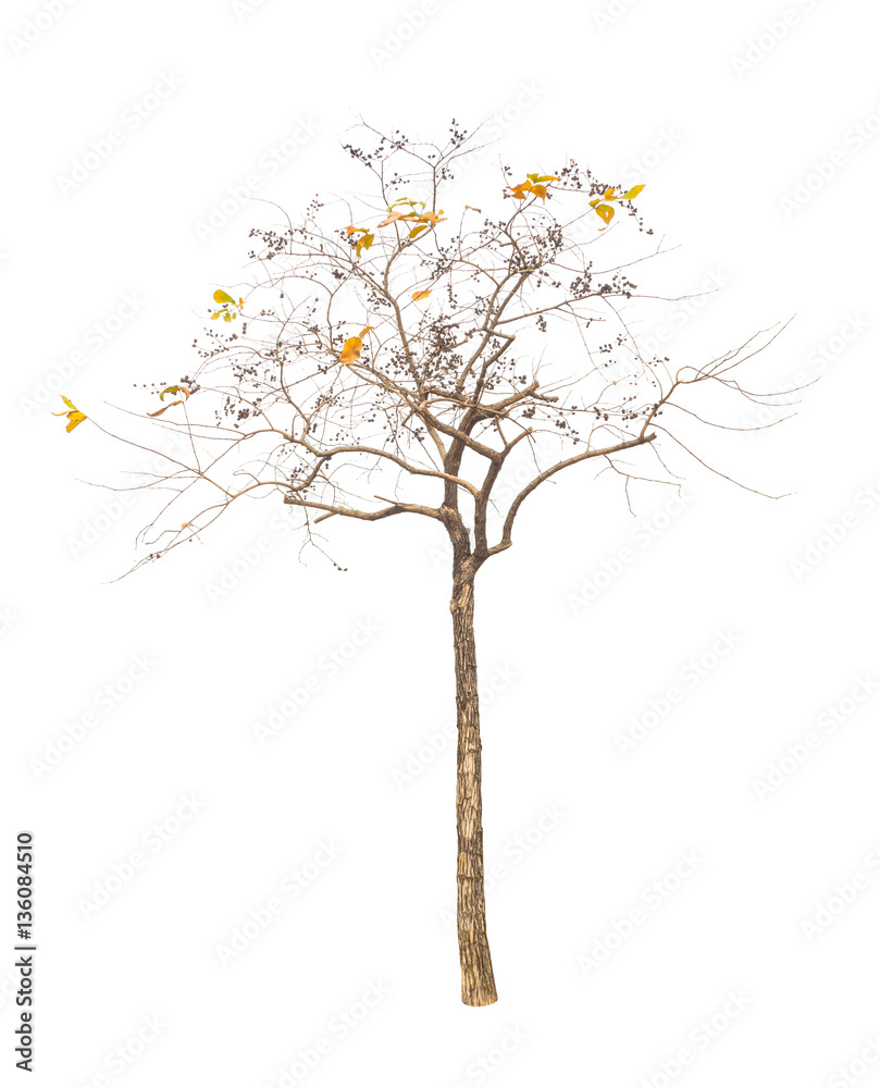 Obraz premium trees isolated on white background