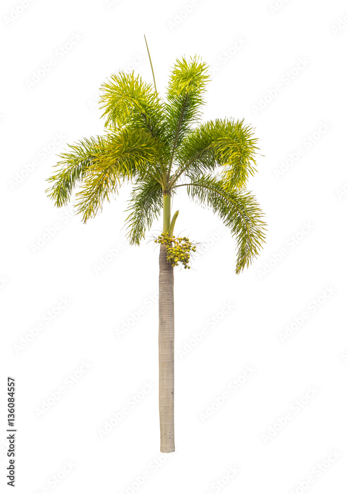 trees isolated on white background trees isolated on white background