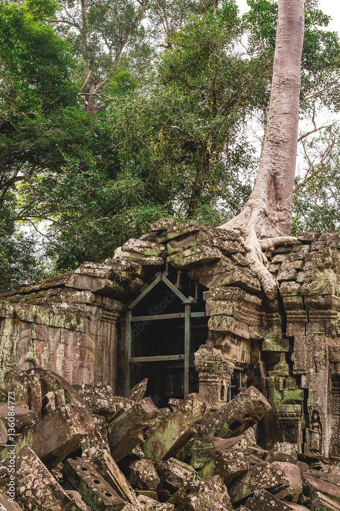 Trees and galleries in Ta Prohm Temple, Cambodia.