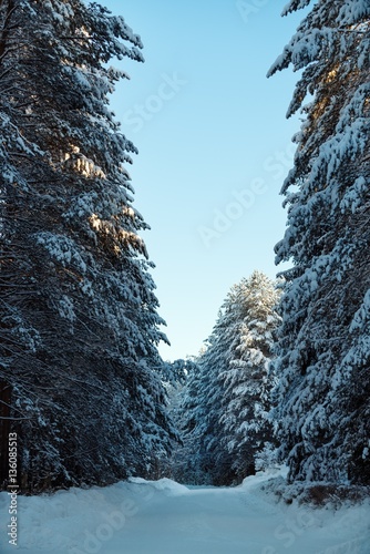 Snowy mountain road in sunny winter forest  © Wisky
