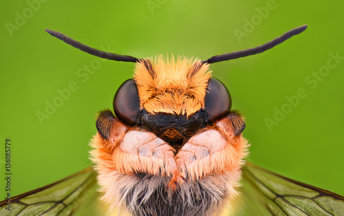 Extreme magnification - Solitaire Bee, Megachilidae photo