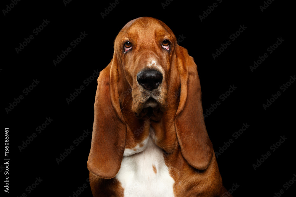 Portrait of Questioningly Basset Hound Dog Looking in Camera on Isolated black background, front view