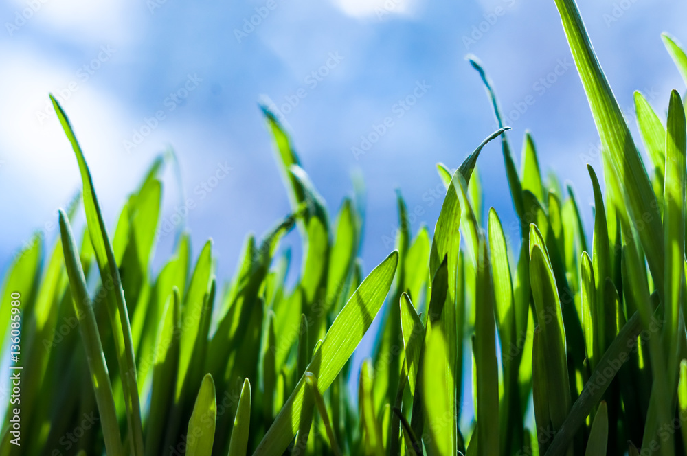 Obraz premium Fresh green spring grass blades with water drops on bright background