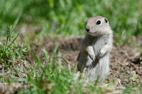 Alert Little Ground Squirrel Standing Guard Over Its Home © rck