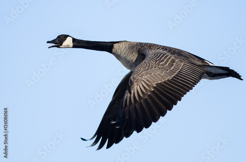 Canada Goose Flying in a Blue Sky