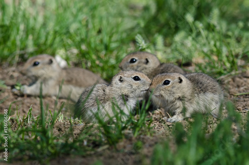 Family of Little Ground Squirrels Clustered Around Their Hole