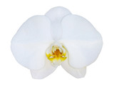 White phalaenopsis orchid isolated on white background
