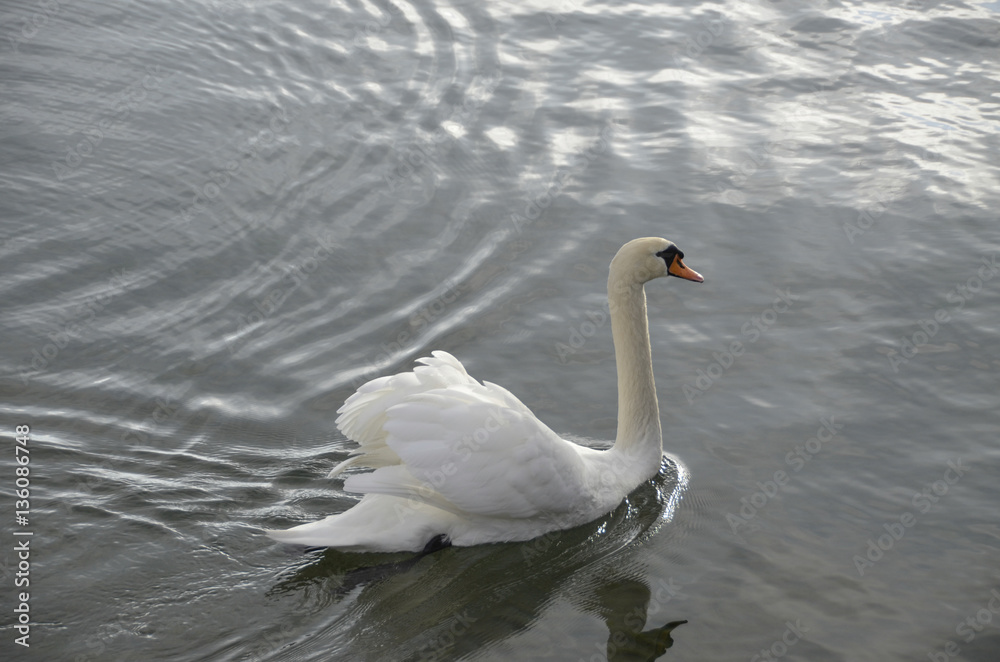 Swan in lake swimming