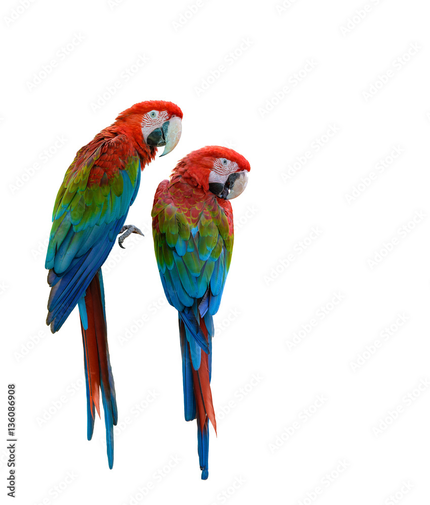 Scarlet Macaw, beautiful bird isolated with white background.