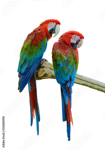 Scarlet Macaw, beautiful bird isolated on branch with white background.