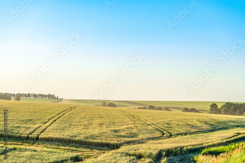 Plain with rye fields on a sunny summer day. Agricultural landscape.