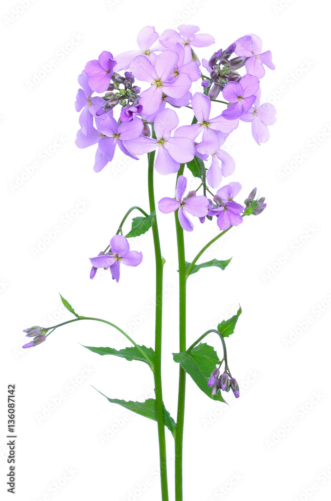 Dame's Rocket (Hesperis matronalis) flower