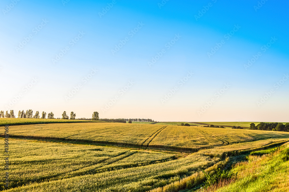 Plain with rye fields on a sunny summer day. Agricultural landscape.
