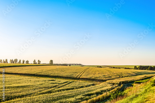 Plain with rye fields on a sunny summer day. Agricultural landscape. © nskyr2