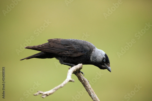 The western jackdaw (Corvus monedula) sitting on the branch with green background photo