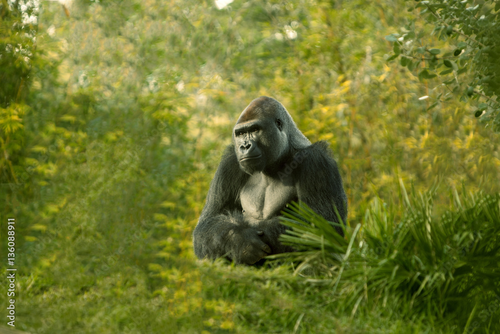 Obraz premium Large Male Gorilla 